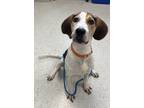Adopt Chop a Treeing Walker Coonhound / Mixed dog in Salt Lake City
