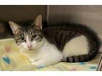 Adopt Lizzard a Domestic Mediumhair / Mixed cat in Birmingham, AL (37223700)