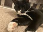 Adopt Pookie a Black & White or Tuxedo American Shorthair / Mixed (short coat)