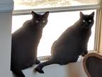Adopt Morgan a All Black Domestic Longhair / Mixed (medium coat) cat in
