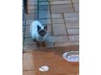 Adopt JT Snow a Tan or Fawn Domestic Shorthair / Mixed (short coat) cat in