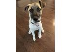 Adopt Colby a White - with Brown or Chocolate Terrier (Unknown Type
