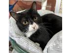 Adopt Svedka a All Black Domestic Shorthair / Mixed cat in Merriam