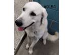 Adopt Henry a White Labrador Retriever / Great Pyrenees / Mixed dog in