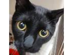 Adopt Cash a All Black Domestic Shorthair / Mixed cat in Zanesville