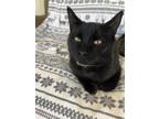 Adopt Willie a Domestic Shorthair / Mixed (short coat) cat in St.