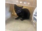 Adopt Toothless a All Black Domestic Shorthair / Mixed cat in Philadelphia