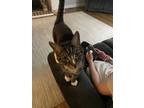 Adopt Winston a Gray, Blue or Silver Tabby Domestic Shorthair / Mixed (short