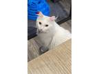 Adopt Mitzi a White Domestic Longhair / Mixed (long coat) cat in Roanoke Rapids