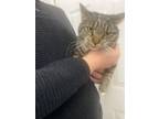 Adopt Feisty a Brown Tabby American Shorthair / Mixed (short coat) cat in Paw