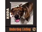 Adopt KODA a Brown/Chocolate - with White Pit Bull Terrier / Mixed dog in
