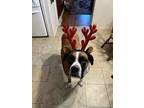 Adopt Bentley a Black - with Tan, Yellow or Fawn Boston Terrier / Mixed dog in