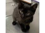 Adopt Derek a All Black Domestic Shorthair / Mixed cat in Canastota