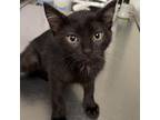 Adopt Meredith a All Black Domestic Shorthair / Mixed cat in Canastota