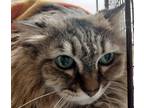 Adopt Jacky a Domestic Mediumhair / Mixed cat in Spokane Valley, WA (37222665)