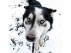Adopt Kalisi a Black Husky / Mixed dog in Murray, UT (37222636)