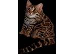 Adopt Cheetah a Brown Tabby Bengal / Mixed (medium coat) cat in Wausau