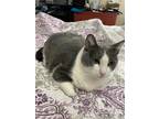 Adopt Zeus a Gray or Blue Domestic Shorthair / Mixed (short coat) cat in San