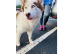 Adopt Stella a White - with Brown or Chocolate Husky / Mixed dog in Tuscaloosa