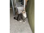 Adopt Aadriel a Brown Tabby Domestic Shorthair / Mixed (short coat) cat in
