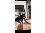 Adopt Kona a Black - with White Great Pyrenees / Labrador Retriever / Mixed dog