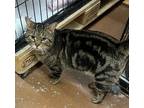 Adopt Brucey a Brown Tabby Domestic Shorthair / Mixed (short coat) cat in