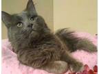 Adopt Pawssum a Gray or Blue Domestic Longhair (long coat) cat in St.