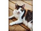 Adopt April a Calico or Dilute Calico Calico / Mixed (short coat) cat in