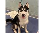Adopt Milo a White - with Tan, Yellow or Fawn Husky / Mixed dog in Greensboro