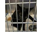 Adopt Nipsy a All Black Domestic Shorthair / Mixed cat in Greensboro
