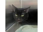 Adopt Sassafras a All Black American Shorthair / Mixed cat in Greensboro