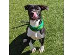 Adopt Zakk a Black Pit Bull Terrier / Mixed dog in Greensboro, NC (37221616)