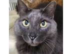 Adopt Squeaky a Gray or Blue Domestic Shorthair / Mixed cat in Auburn