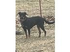 Adopt Lyla a Black Australian Shepherd / Rottweiler / Mixed dog in Collinsville