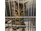 Adopt Tigger a Brown or Chocolate Domestic Shorthair / Mixed cat in Greensboro