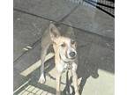 Adopt a Tan/Yellow/Fawn - with White Australian Cattle Dog / Mixed dog in San