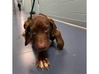 Adopt Gumbo a Brown/Chocolate Plott Hound / Mixed dog in Greensboro
