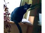 Adopt Tux a Black (Mostly) Domestic Shorthair / Mixed (short coat) cat in