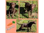 Adopt Carrot a Brown/Chocolate Labrador Retriever / Corgi / Mixed dog in