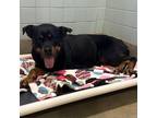 Adopt Drei 6378 a Black Mixed Breed (Medium) / Mixed dog in Columbus