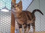 Adopt Daisy a Tiger Striped Domestic Shorthair (short coat) cat in St.