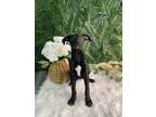 Adopt Natty a Black Mixed Breed (Medium) / Mixed dog in Etobicoke, ON (37219935)