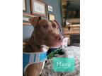 Mara, American Pit Bull Terrier For Adoption In Noblesville, Indiana
