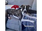 Newman, American Staffordshire Terrier For Adoption In Noblesville, Indiana