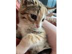 Belle, Domestic Shorthair For Adoption In Concord, North Carolina