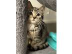 Sage, Domestic Shorthair For Adoption In St Cloud, Florida