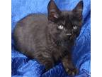 Piglet Pooh, Domestic Shorthair For Adoption In Cuba, New York