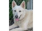 Adopt Keno a White German Shepherd Dog / Mixed dog in Savannah, MO (34871877)