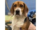 Adopt Beasley a Beagle