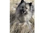 Adopt Ted a Keeshond